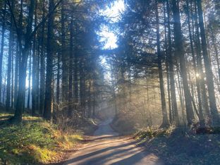 Roligt beliggende parcelhus tæt på naturpark  - Billede 7 af 20