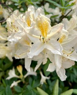 Søger I en charmerende bolig med personlighed og mange smukke detaljer, så kig nærmere på dette dobbelthus beliggende i rolige omgivelser tæt på skov og strand.  - Billede 28 af 28