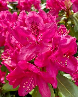 Søger I en charmerende bolig med personlighed og mange smukke detaljer, så kig nærmere på dette dobbelthus beliggende i rolige omgivelser tæt på skov og strand.  - Billede 27 af 28