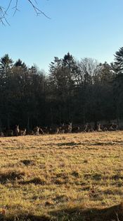 Roligt beliggende parcelhus tæt på naturpark  - Billede 5 af 20